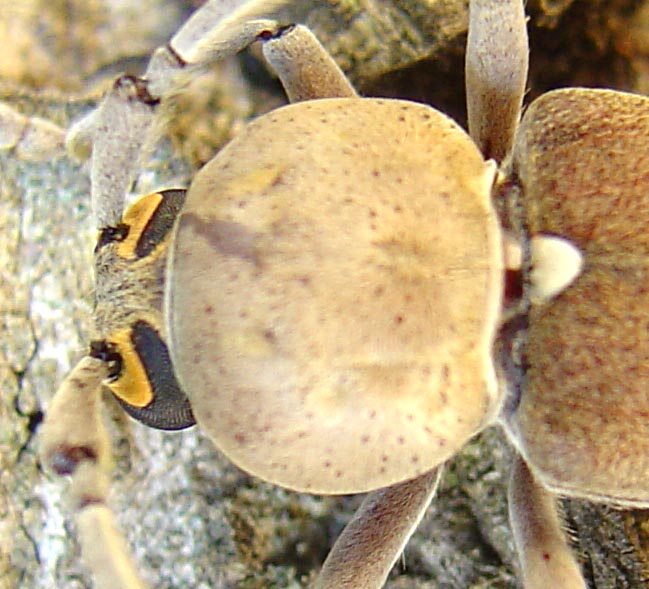 CERAMBYCINAE da identificare: Hesperophanes sericeus